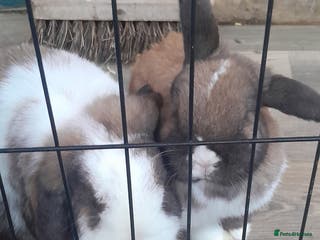 Mini Lop rabbits Last few left now - Advert 18