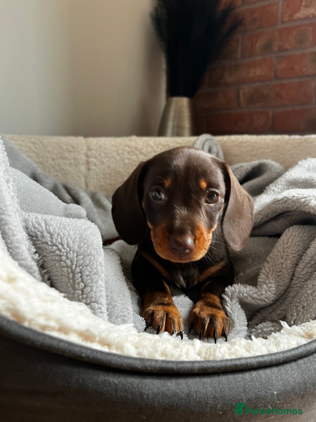 Dachshund dogs for sale: 4 Beautiful Dachshund Puppies - Image 4