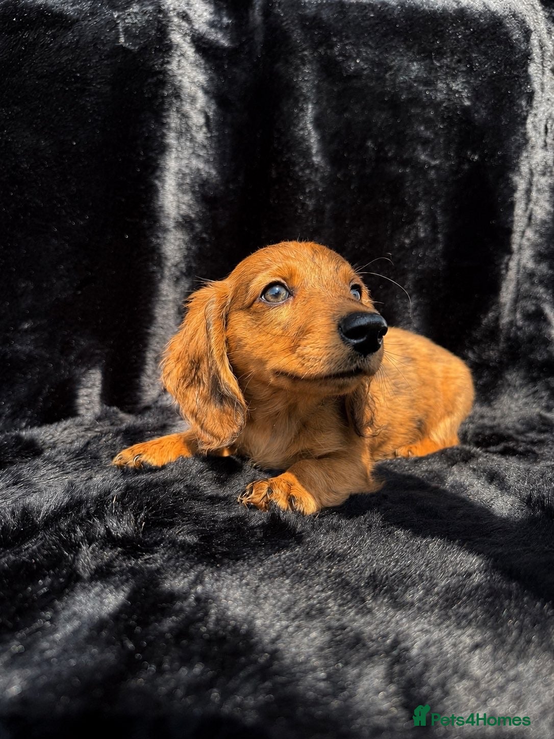 Miniature Dachshund dogs Adorable miniature dachshund puppies  - Advert 1