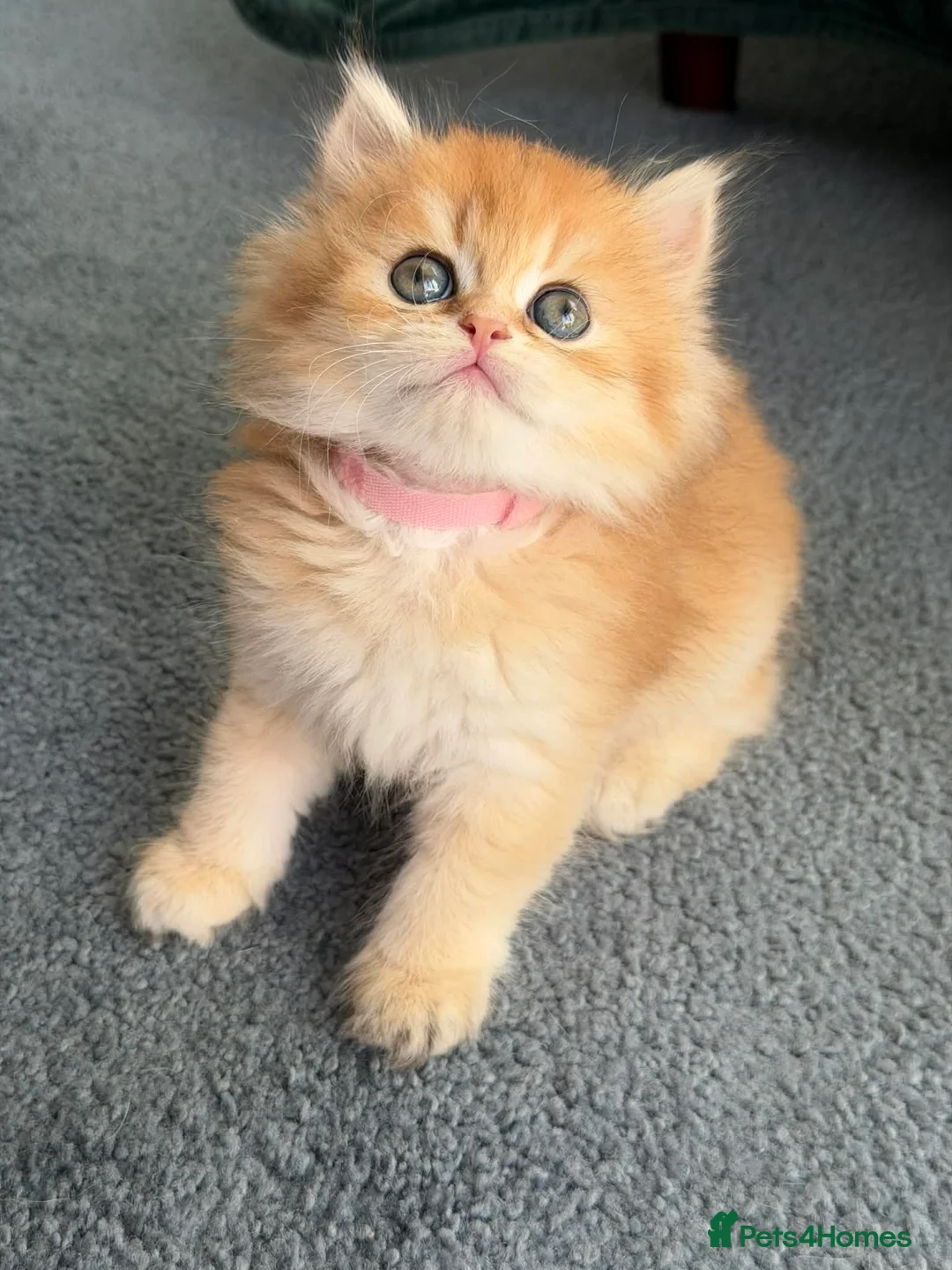 British Longhair cats for sale: CHUNKY, BEAUTIFUL BLH GOLDEN KITTENS  - Advert 23