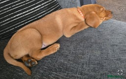 Labrador Retriever dogs for sale: Kc registered labrador puppies - Image 4