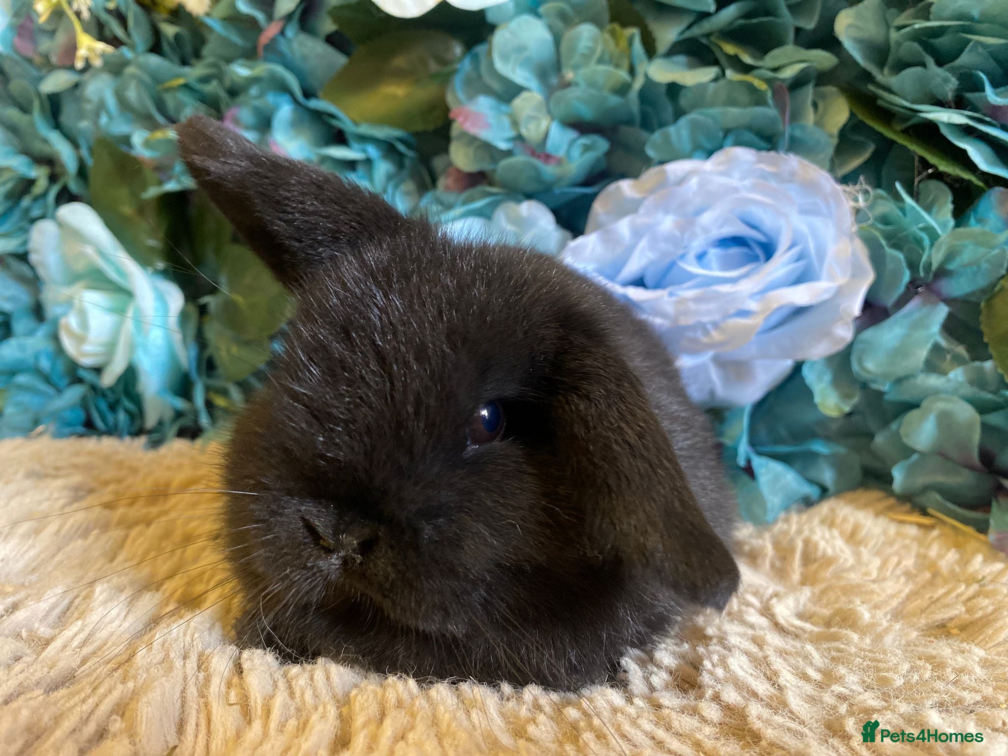 Mini Lop rabbits Mini lop  - Advert 6