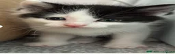 Mixed Breed cats for sale: Kittens - Advert 5