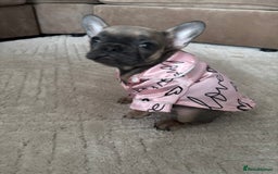 French Bulldog dogs for sale: Female frenchie - Image 1