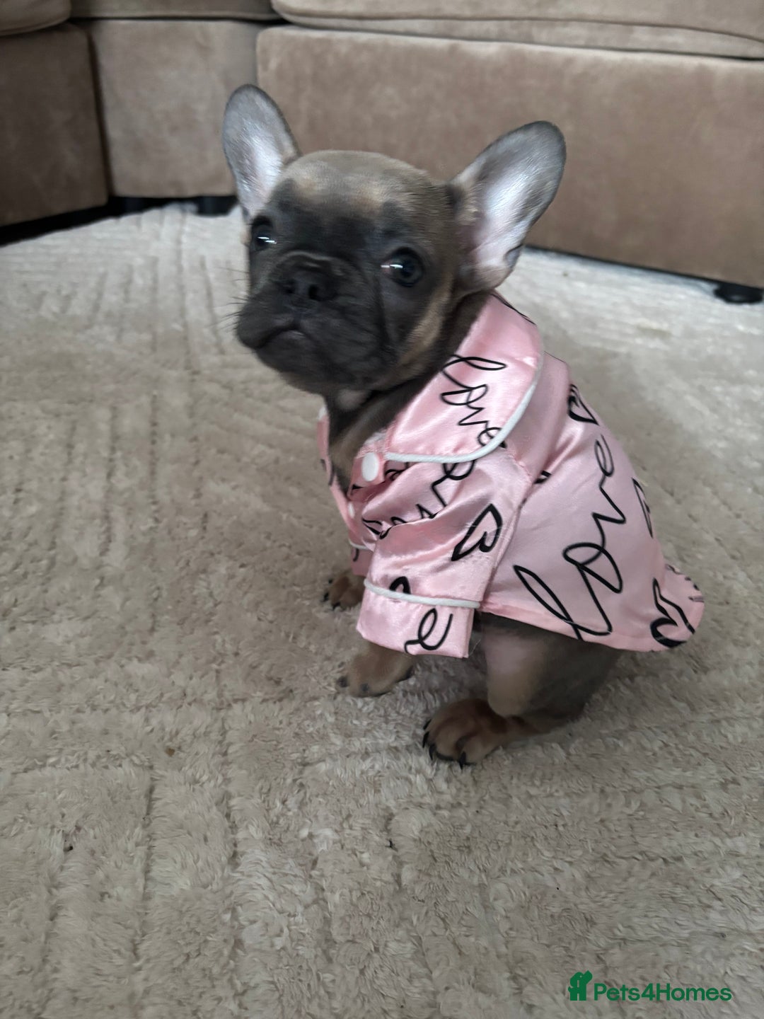 French Bulldog dogs for sale: Female frenchie - Image 1