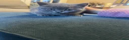 British Shorthair cats for sale: British blue pedigree kittens for sale  - Advert 4