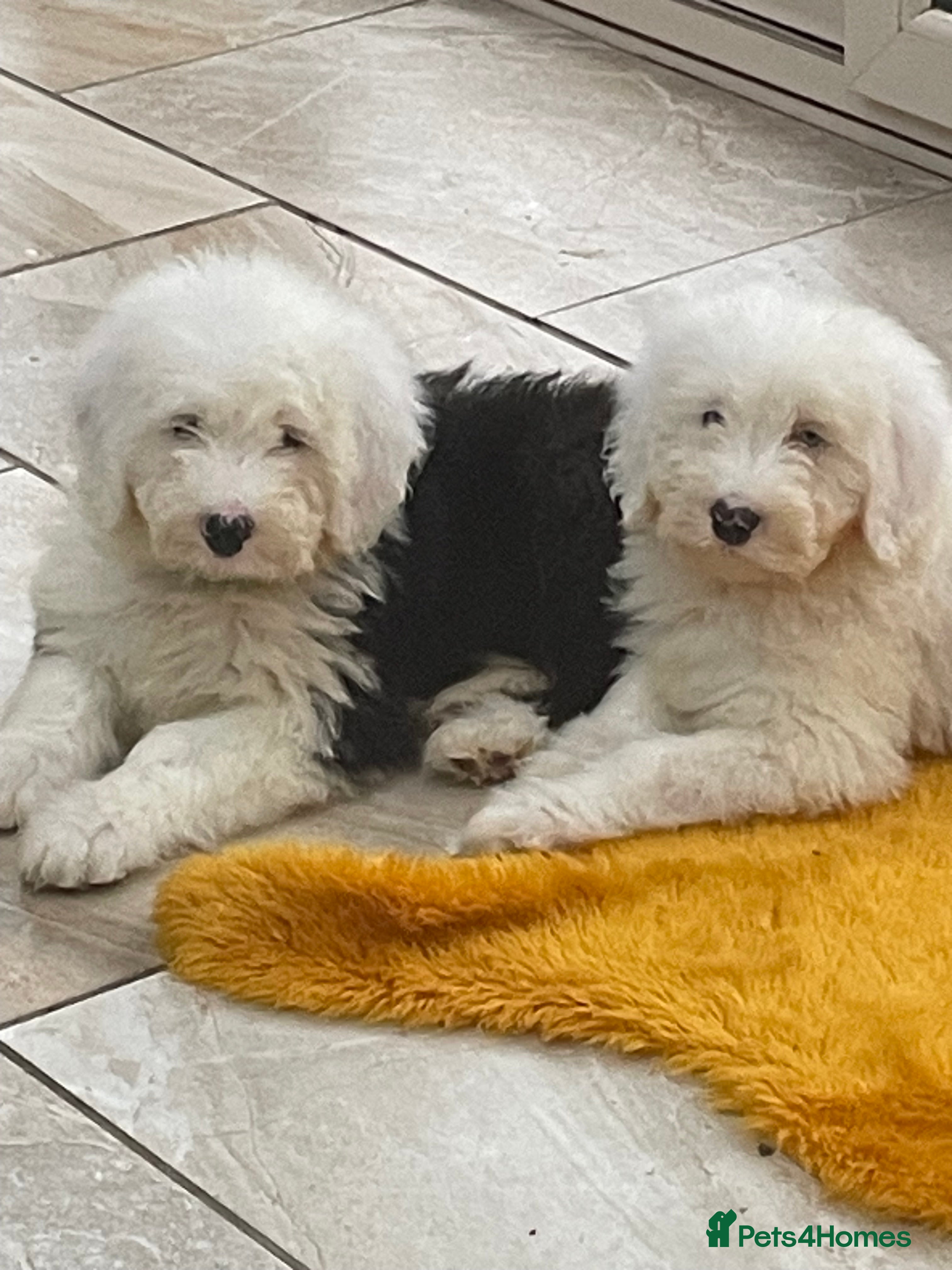Old English Sheepdog dogs Old English sheep dog pups - Advert 5