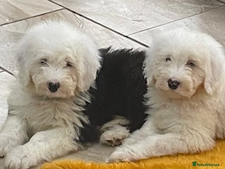 Old English Sheepdog dogs Old English sheep dog pups - Advert 5