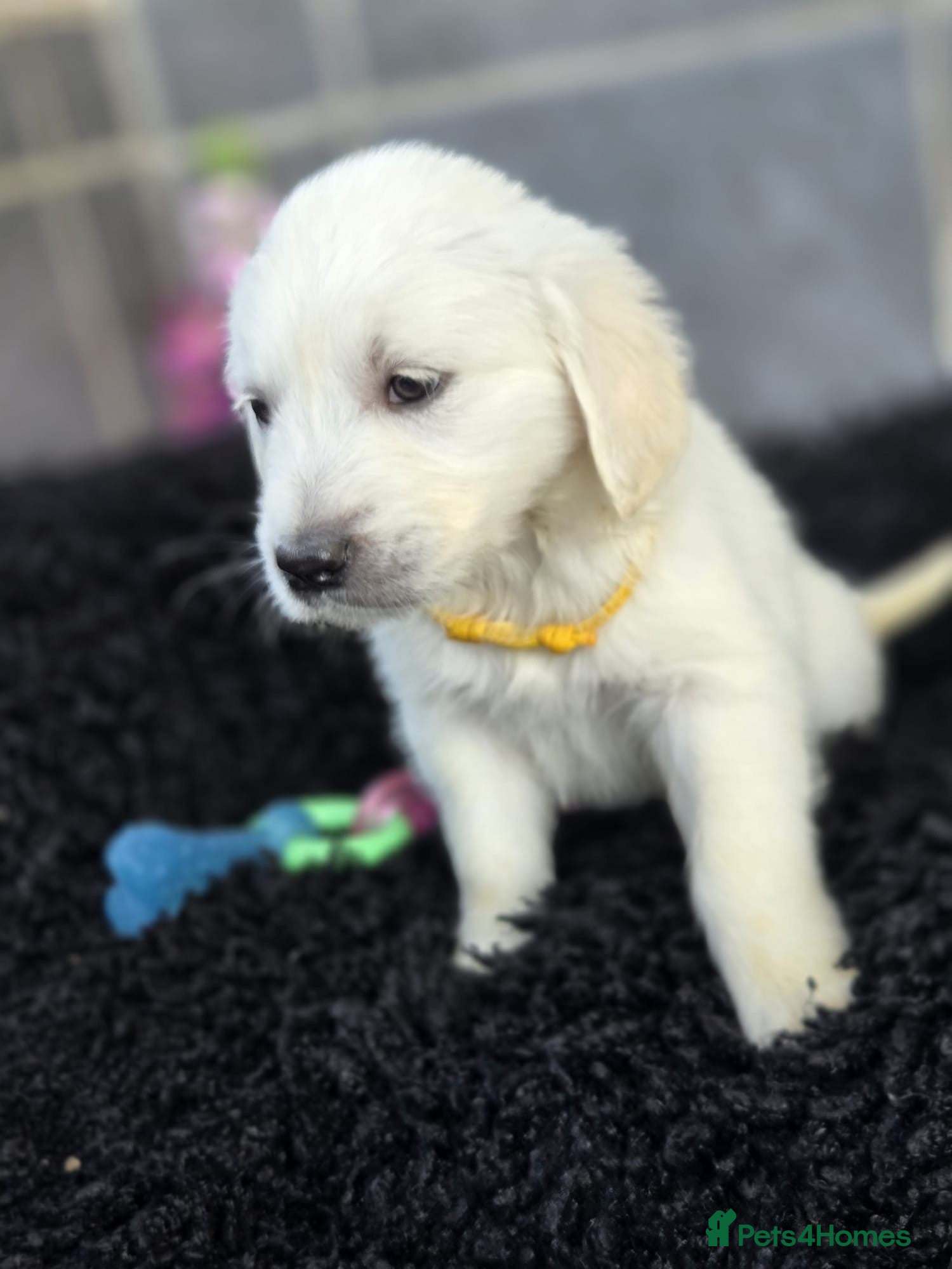 Golden Retriever dogs Beautiful golden retriever pups  - Advert 2