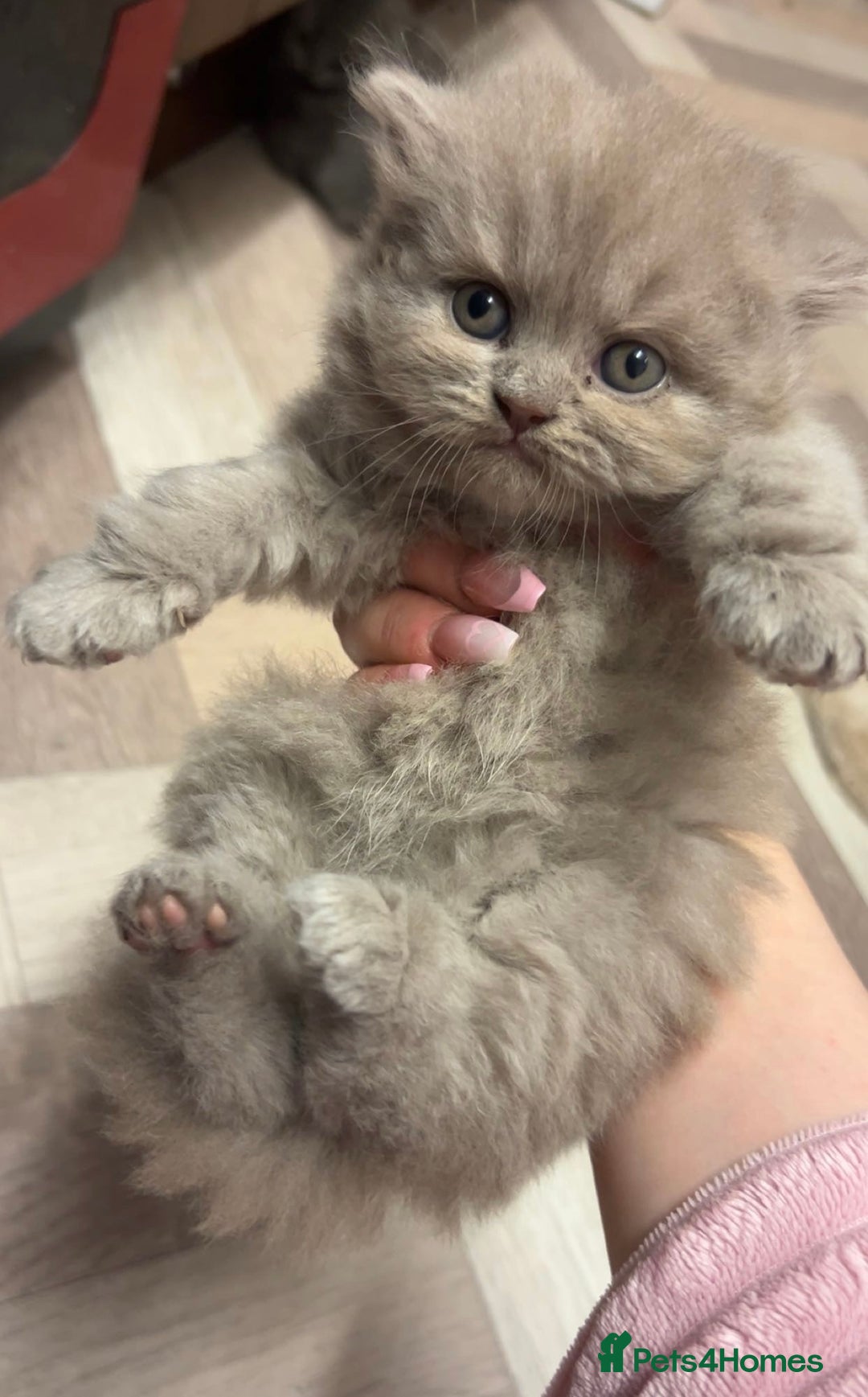 Scottish Fold cats for sale: Scottish fold kittens  - Advert 6