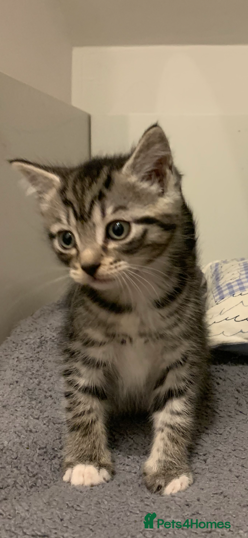 British Longhair cats Beautiful short and long hair kittens - Advert 1