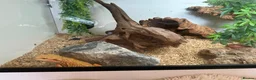 Bearded Dragon reptiles for sale: 2 bearded dragons  in Plymouth - Advert 4
