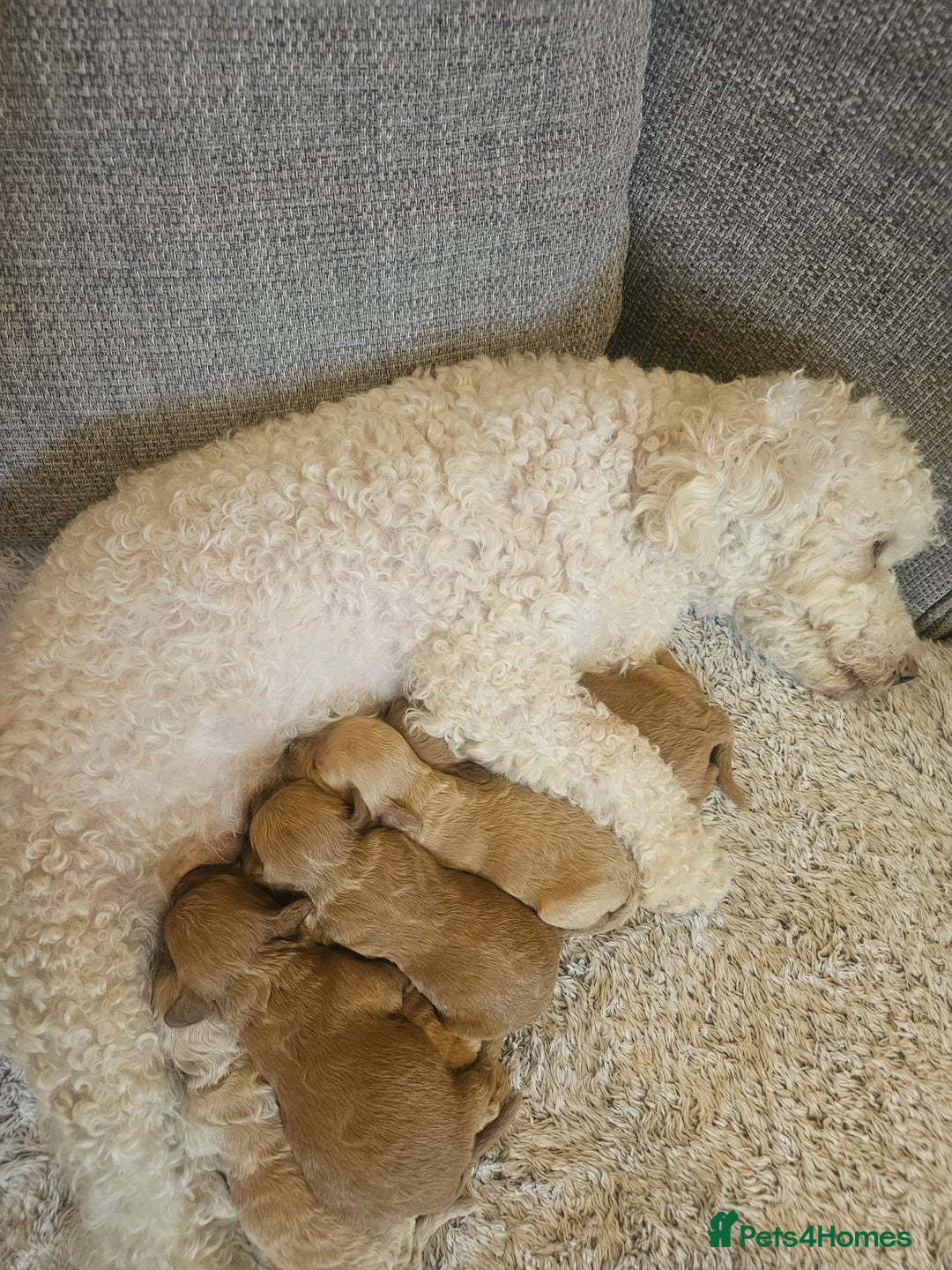 Mixed Breed dogs for sale: Cavachon Puppies for Sale  - Image 14