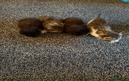 Persian cats for sale: 4 adorable Persian kittens  - Image 11