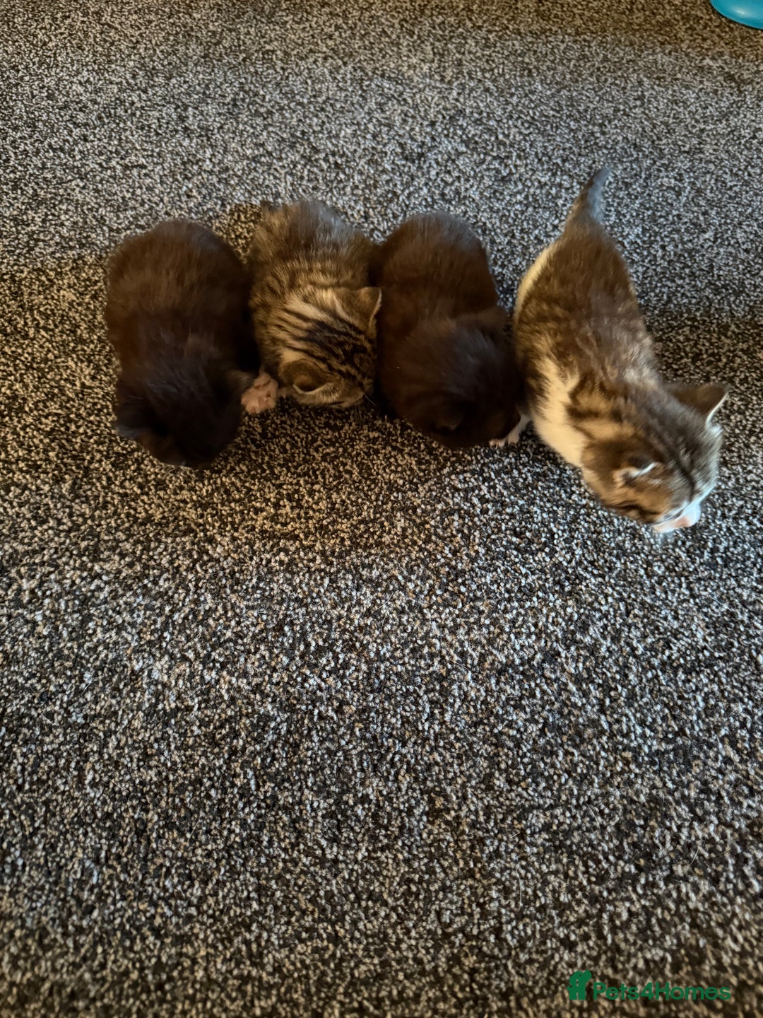 Persian cats for sale: 4 adorable Persian kittens  - Image 11