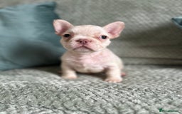 French Bulldog dogs for sale: Beautiful merle and platinum frenchies  - Image 7