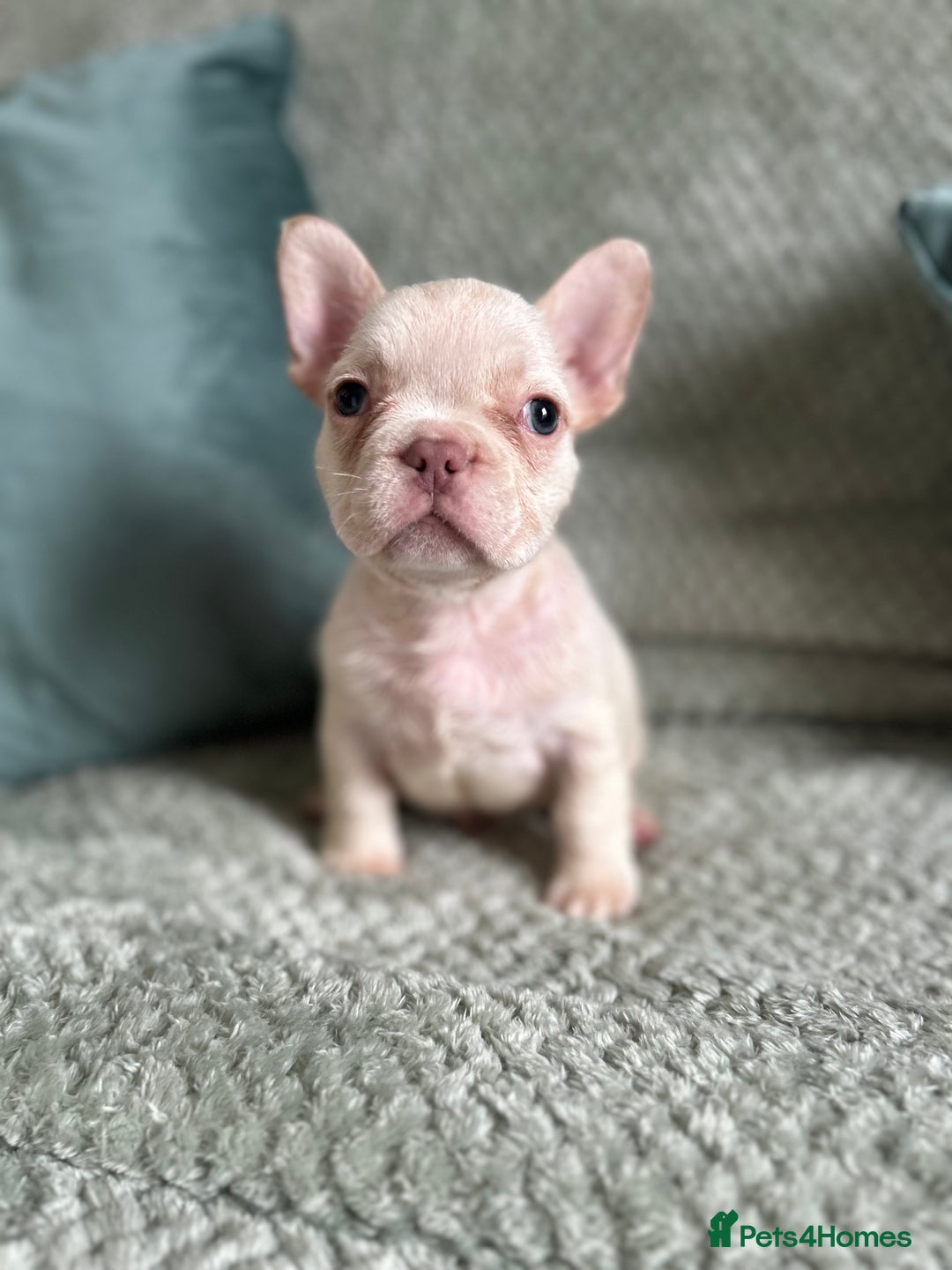 French Bulldog dogs for sale: Beautiful merle and platinum frenchies  - Image 7