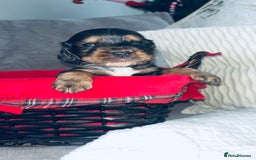 Cocker Spaniel dogs for sale: Gorgeous cocker spaniel puppies - Advert 9