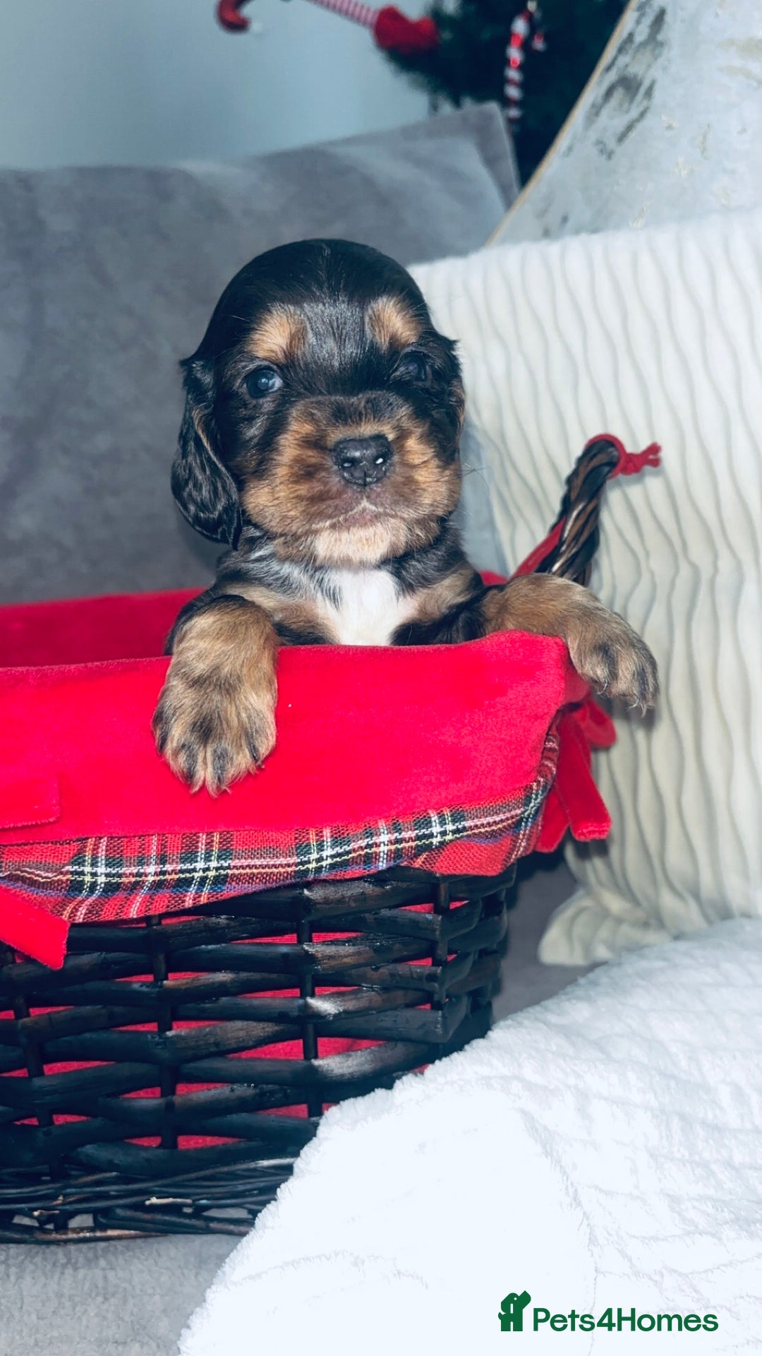 Cocker Spaniel dogs for sale: Gorgeous cocker spaniel puppies - Advert 9