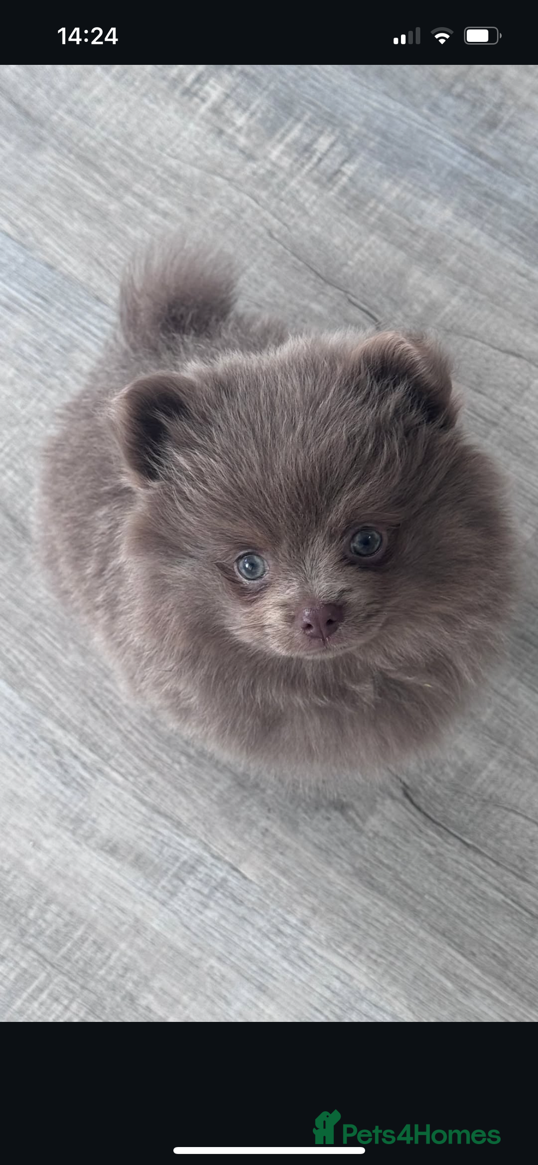 Pomeranian dogs for stud: Kai Kai lilac boy 💜  ( STUD ONLY ) (PROVEN)  in Liverpool - Advert 29