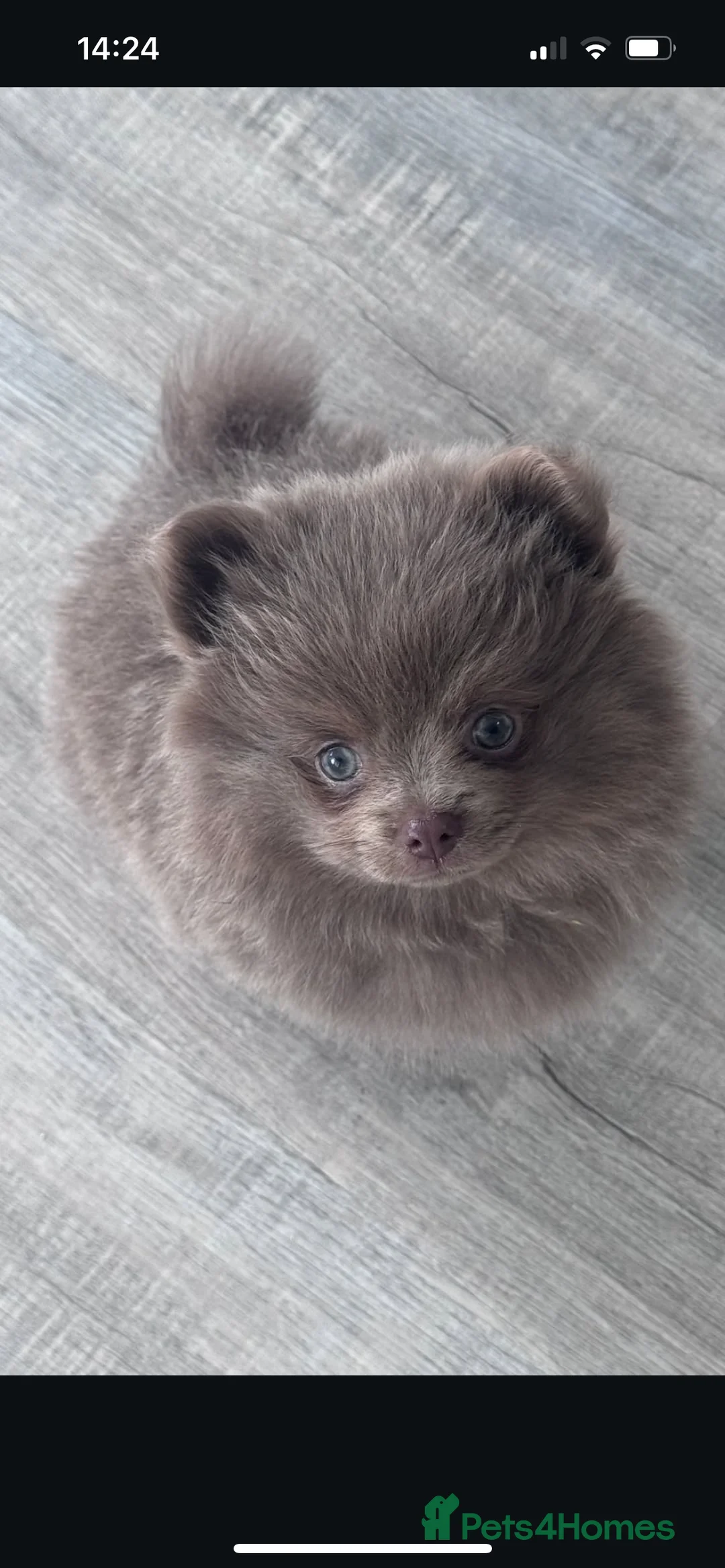 Pomeranian dogs for stud: Kai Kai lilac boy 💜  ( STUD ONLY ) (PROVEN)  in Liverpool - Advert 29