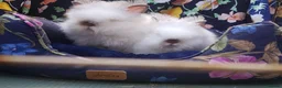 Angora rabbits for sale: Adorable Angora/Double maned lionheads - Advert 2