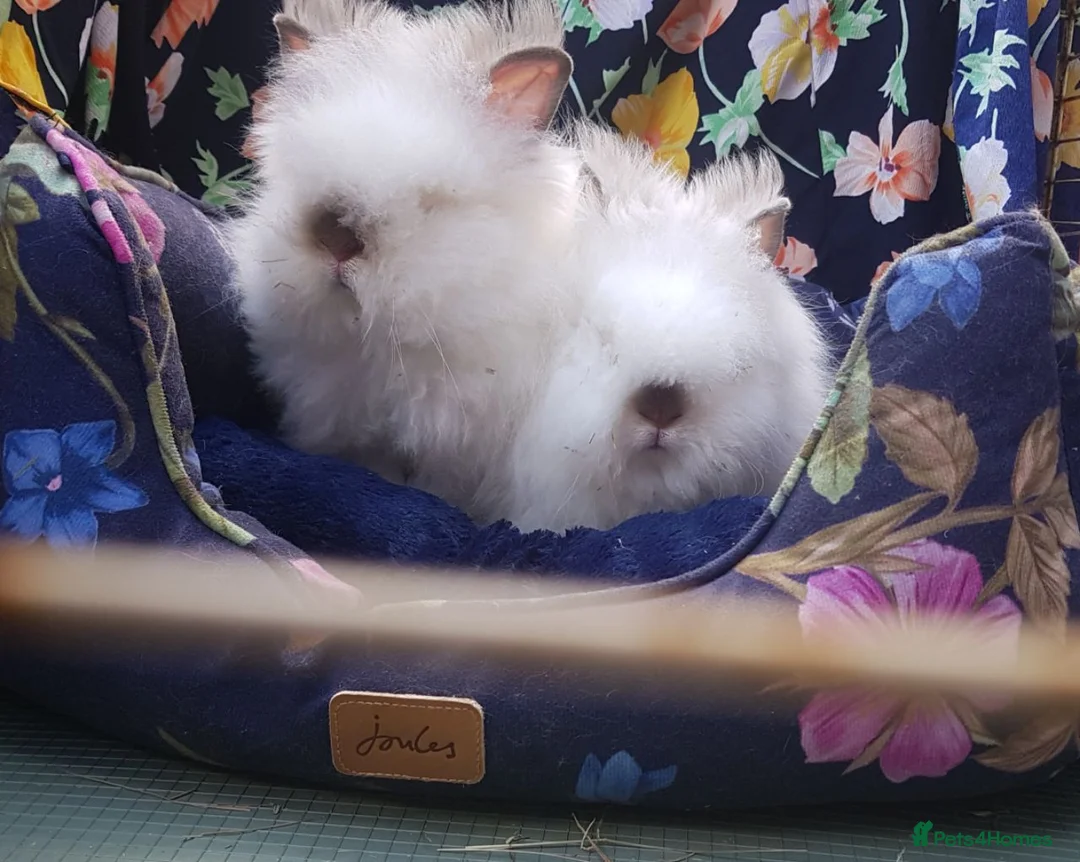 Angora rabbits for sale: Adorable Angora/Double maned lionheads - Advert 2