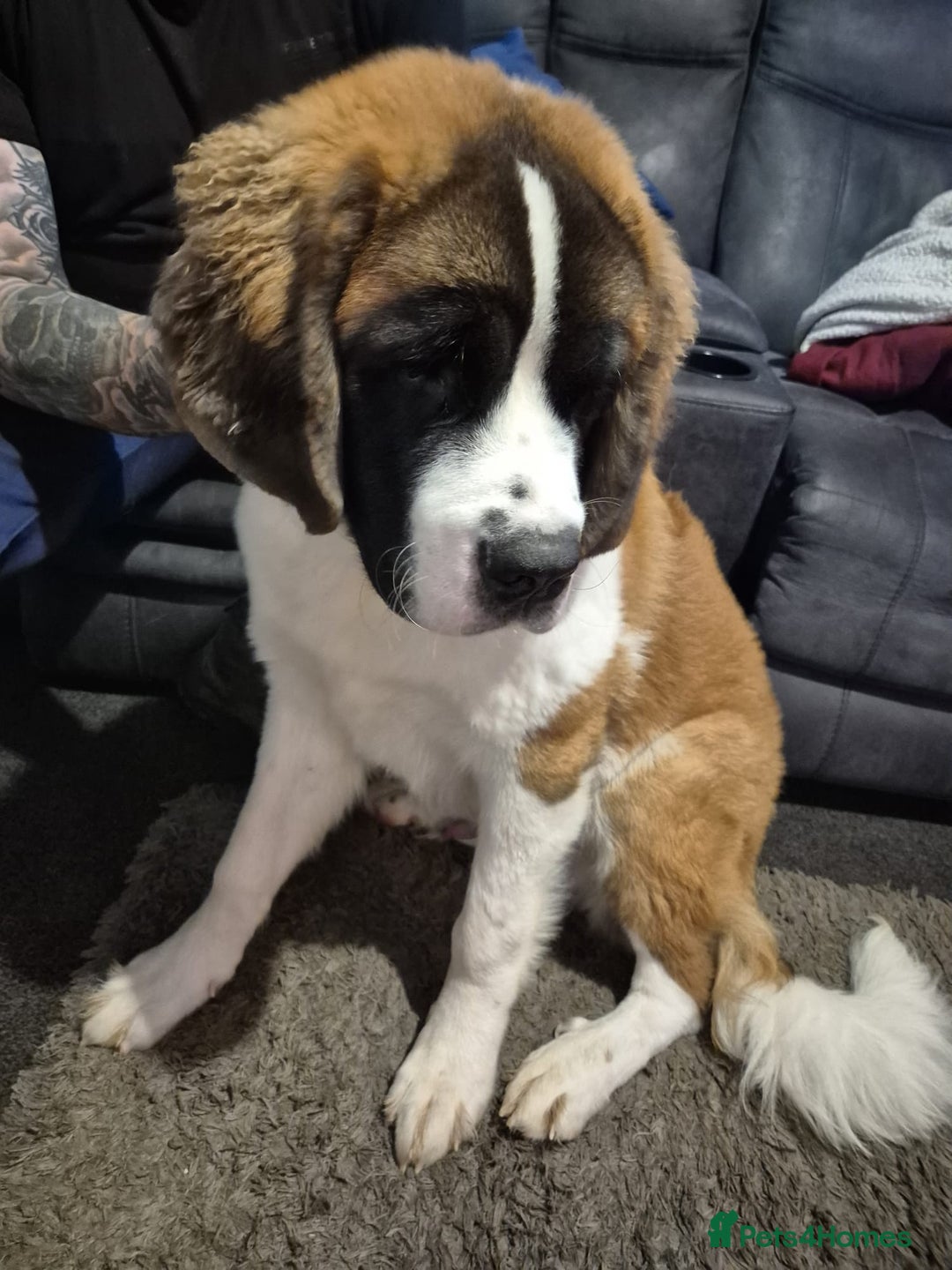 Saint Bernard dogs for sale: St Bernard for sale  - Advert 1