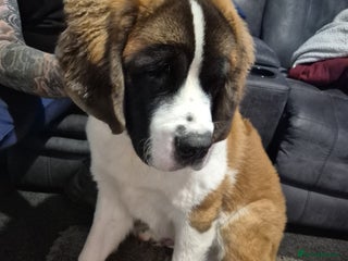 Saint Bernard dogs St Bernard for sale - Advert 1