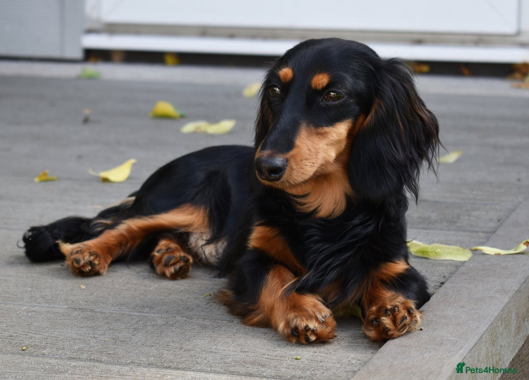Miniature Dachshund dogs for sale: Lovely Longhaired Red Boy Available - Image 3