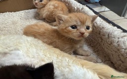 Devon Rex cats for sale: Adorable first generation permitted outcross - Image 1