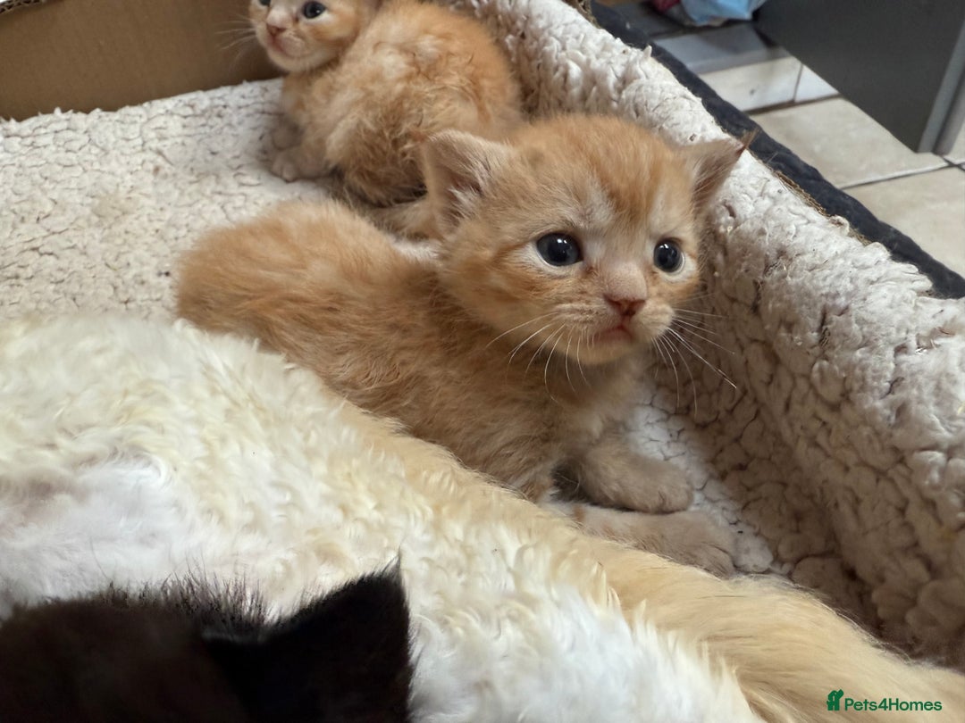 Devon Rex cats for sale: Adorable first generation permitted outcross - Image 1