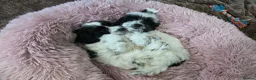 Cockapoo dogs for sale: 3 girl 2 boys May babies (July Home Time) - Advert 36