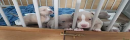 American Bully dogs for sale: American pocket bully puppies - Advert 16