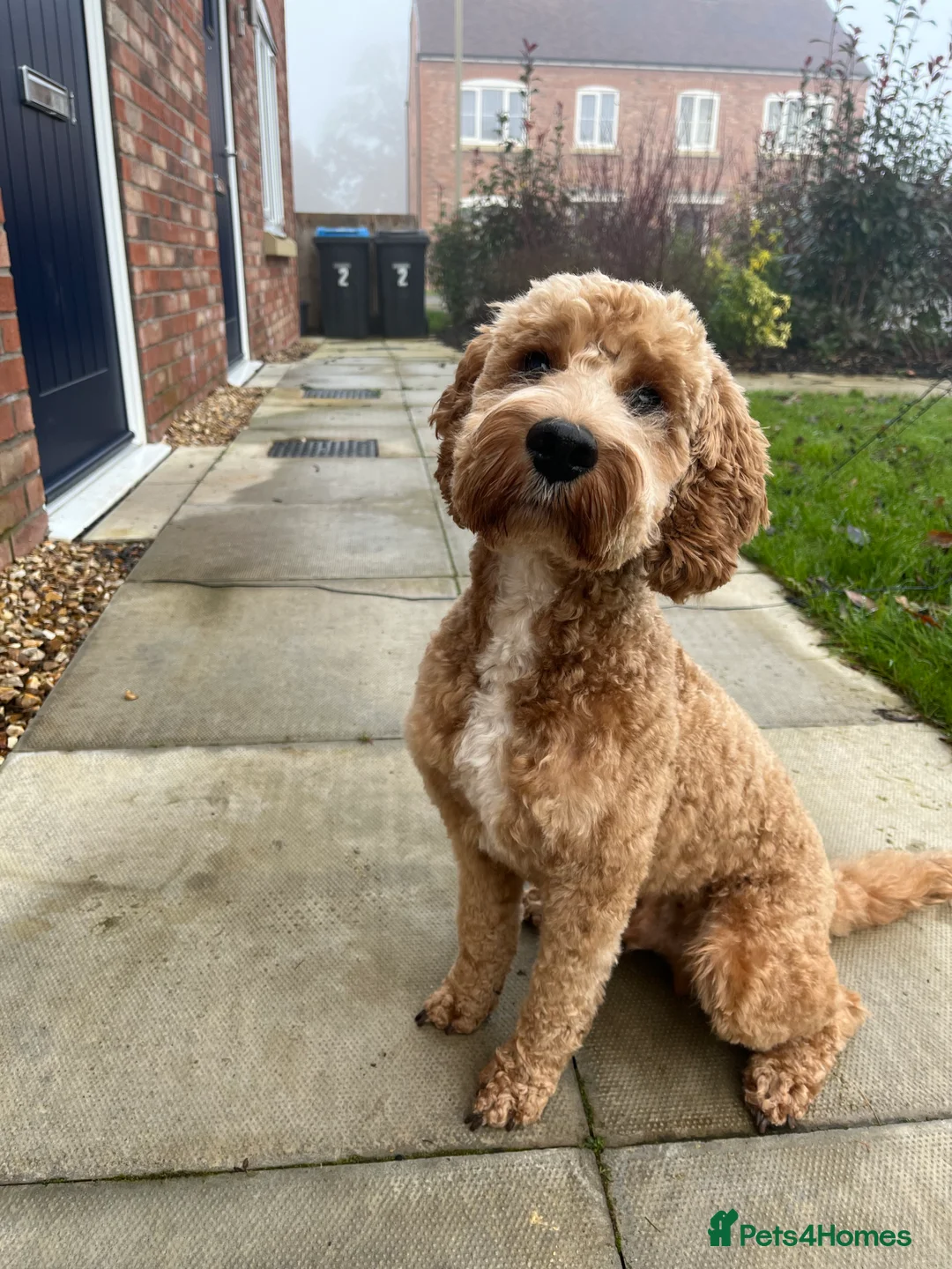 Cockapoo dogs for stud: STUD - F1 Red and white Cockapoo - Health Clear in York - Advert 1