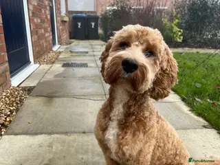 Cockapoo dogs STUD - F1 Red and white Cockapoo - Health Clear in York - Advert 10