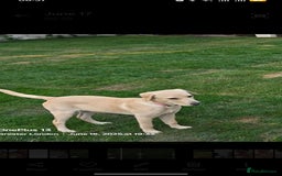 Labrador Retriever dogs for sale: A cute Larbrador female 6 month gor sale - Image 3