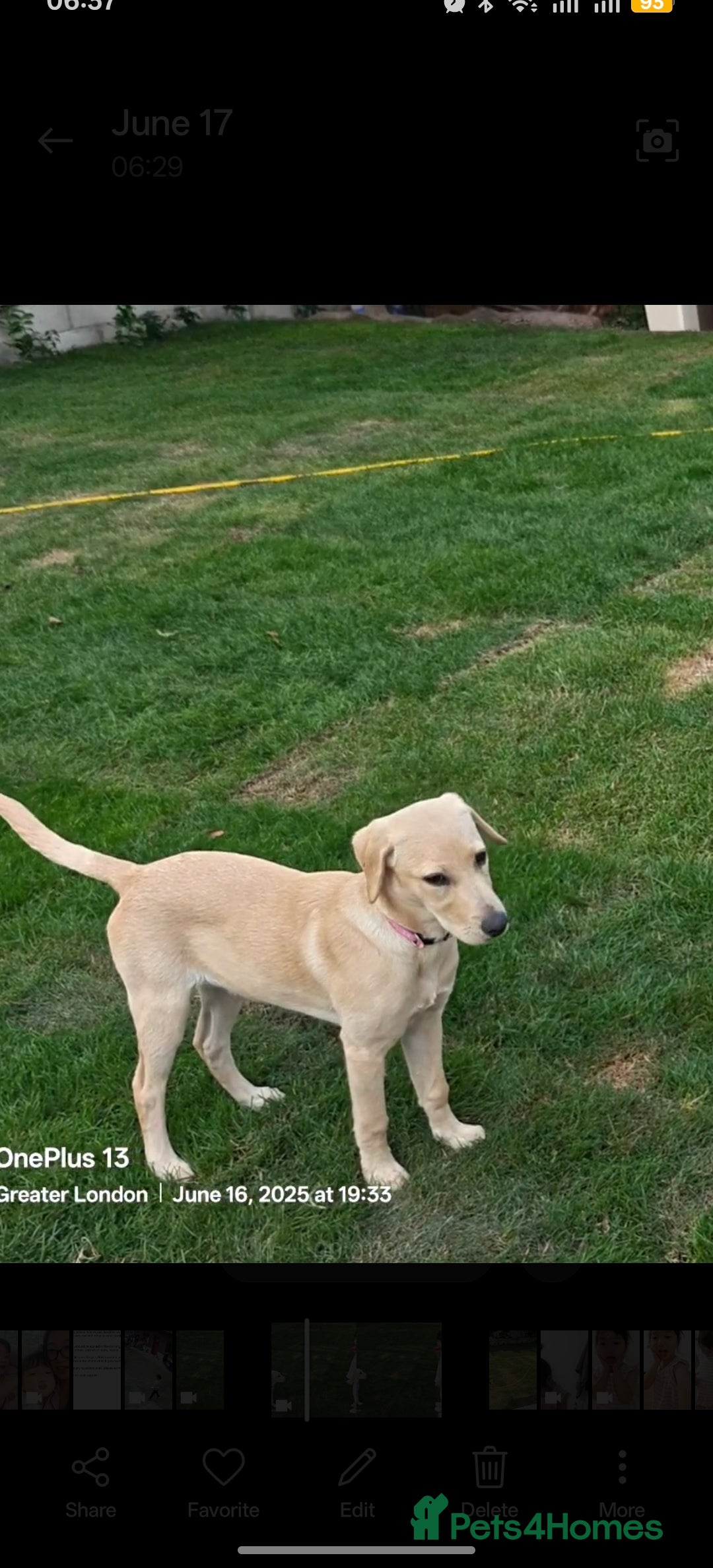 Labrador Retriever dogs for sale: A cute Larbrador female 6 month gor sale - Image 3