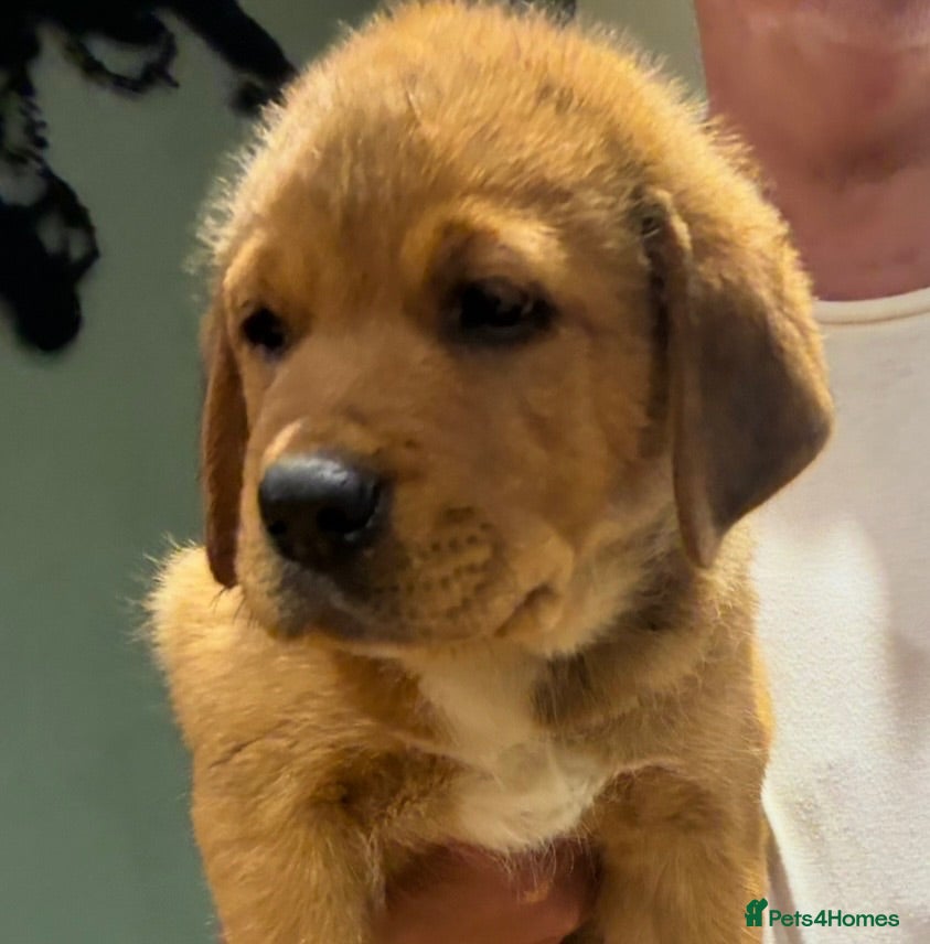 Mixed Breed dogs Central Asian Shepard x Rottweiler Puppies - Advert 2