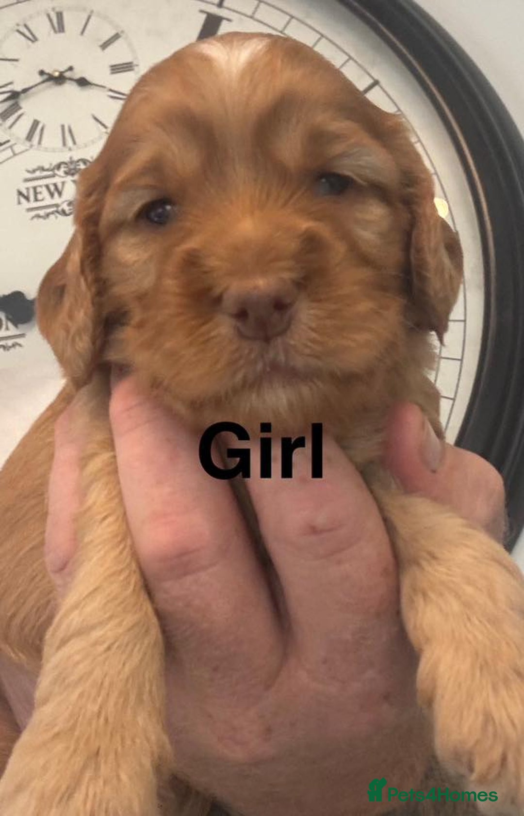 Cockapoo dogs for sale: stunning merle cockapoo puppies, ready 21st august - Image 5
