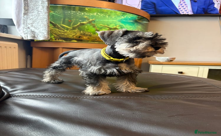 Miniature Schnauzer dogs in Dagenham - Advert 12