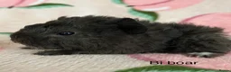 Guinea Pig rodents for sale: Lunkarya - Advert 2