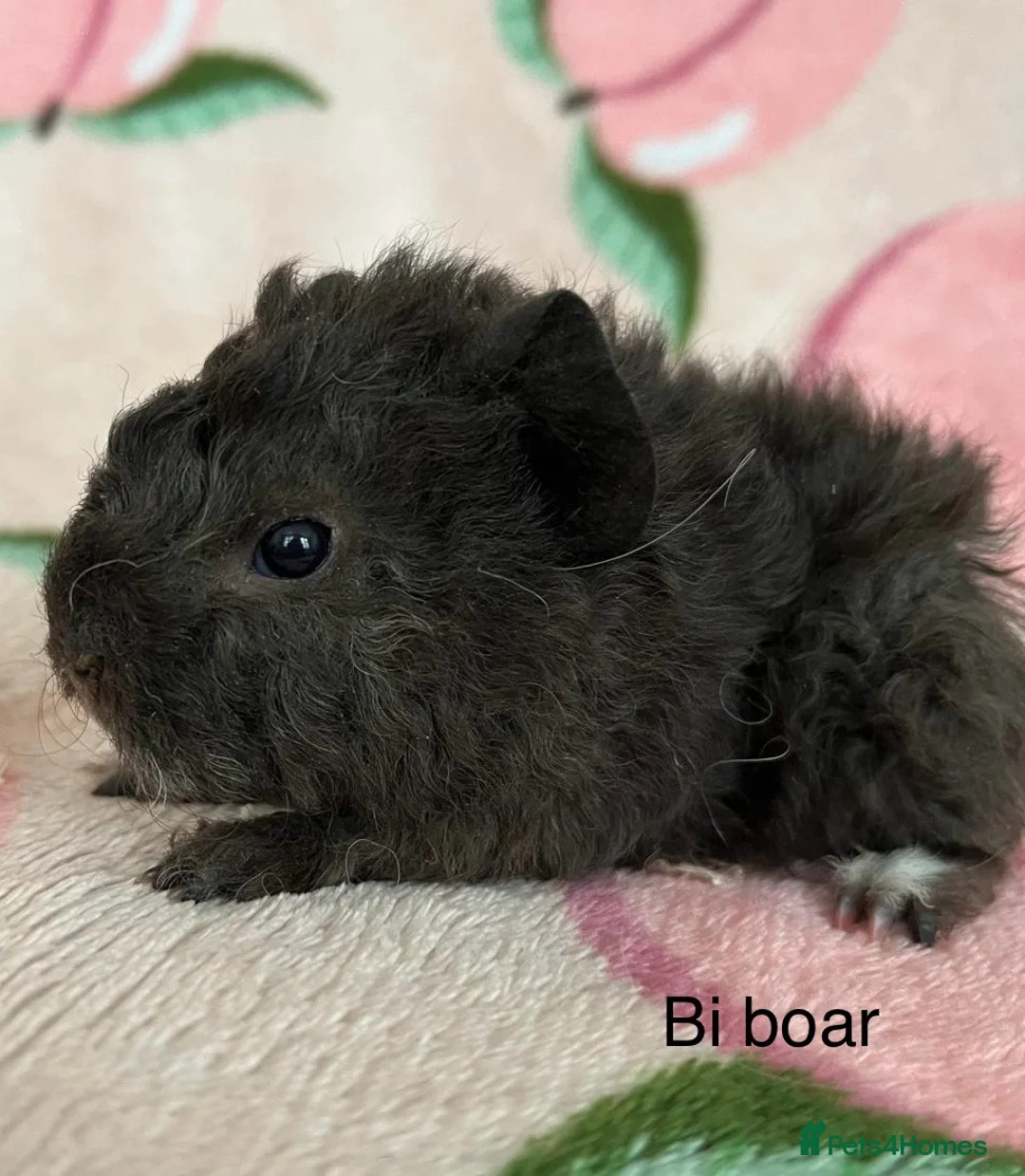 Guinea Pig rodents for sale: Lunkarya - Advert 2