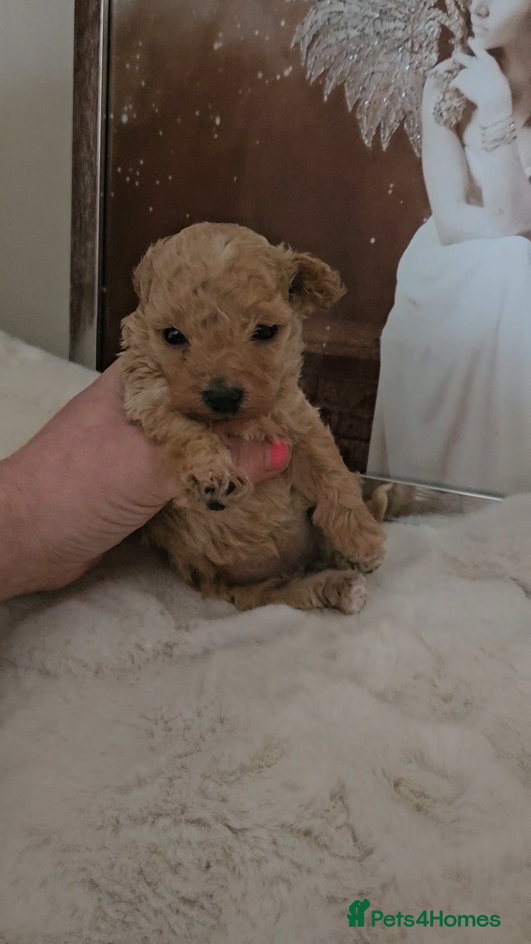 Toy Poodle dogs Exquisite kc toy poodles  - Advert 14