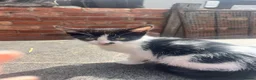 Mixed Breed cats for sale: 4 Beautiful Female Kittens (10 Weeks Old) - Advert 9