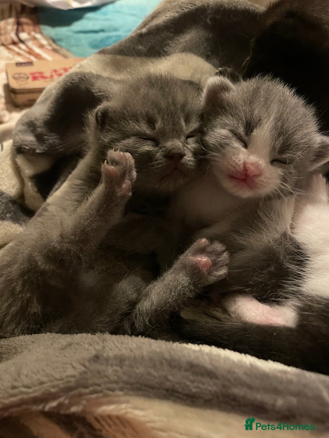 British Shorthair cats for sale: 5 kittens mixed litter 9 weeks old, ready now!  - Image 15