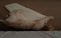 Cavapoo dogs for sale: Lovely Cavapoo for sale - Image 5