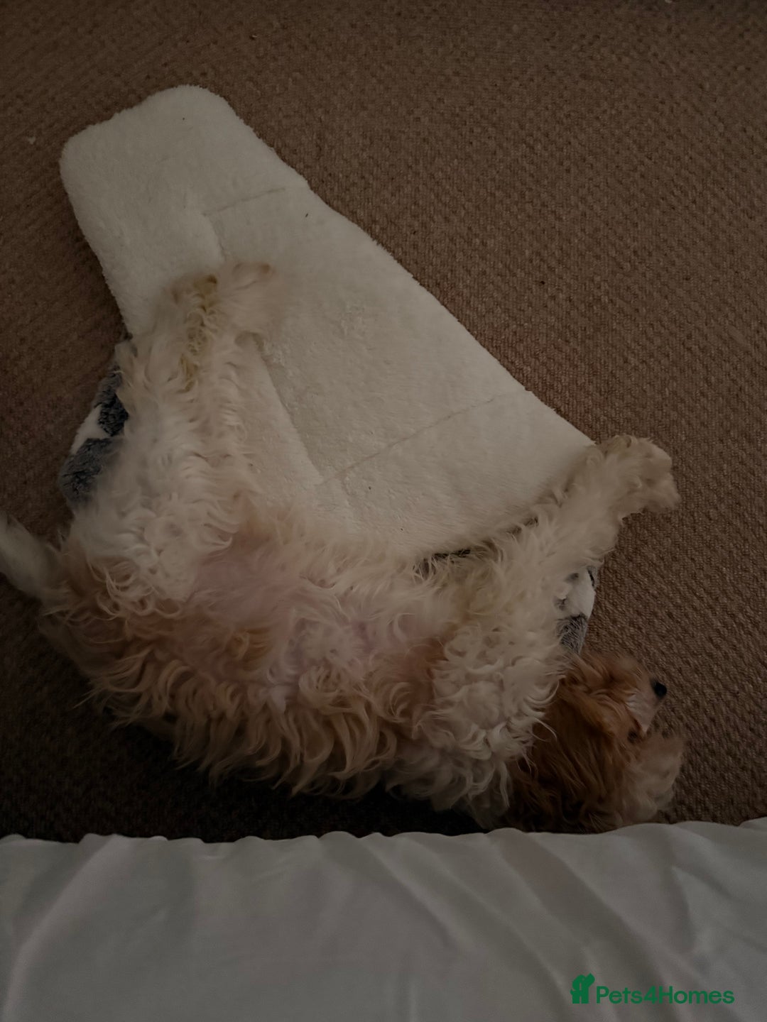 Cavapoo dogs for sale: Lovely Cavapoo for sale - Image 5