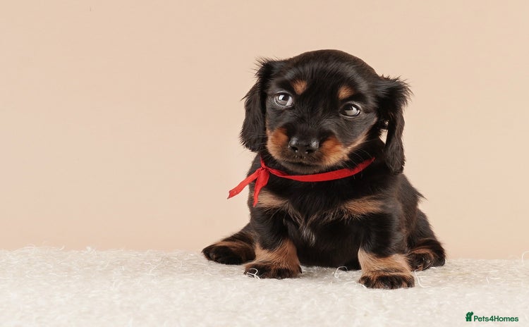Miniature Dachshund dogs - Advert 5