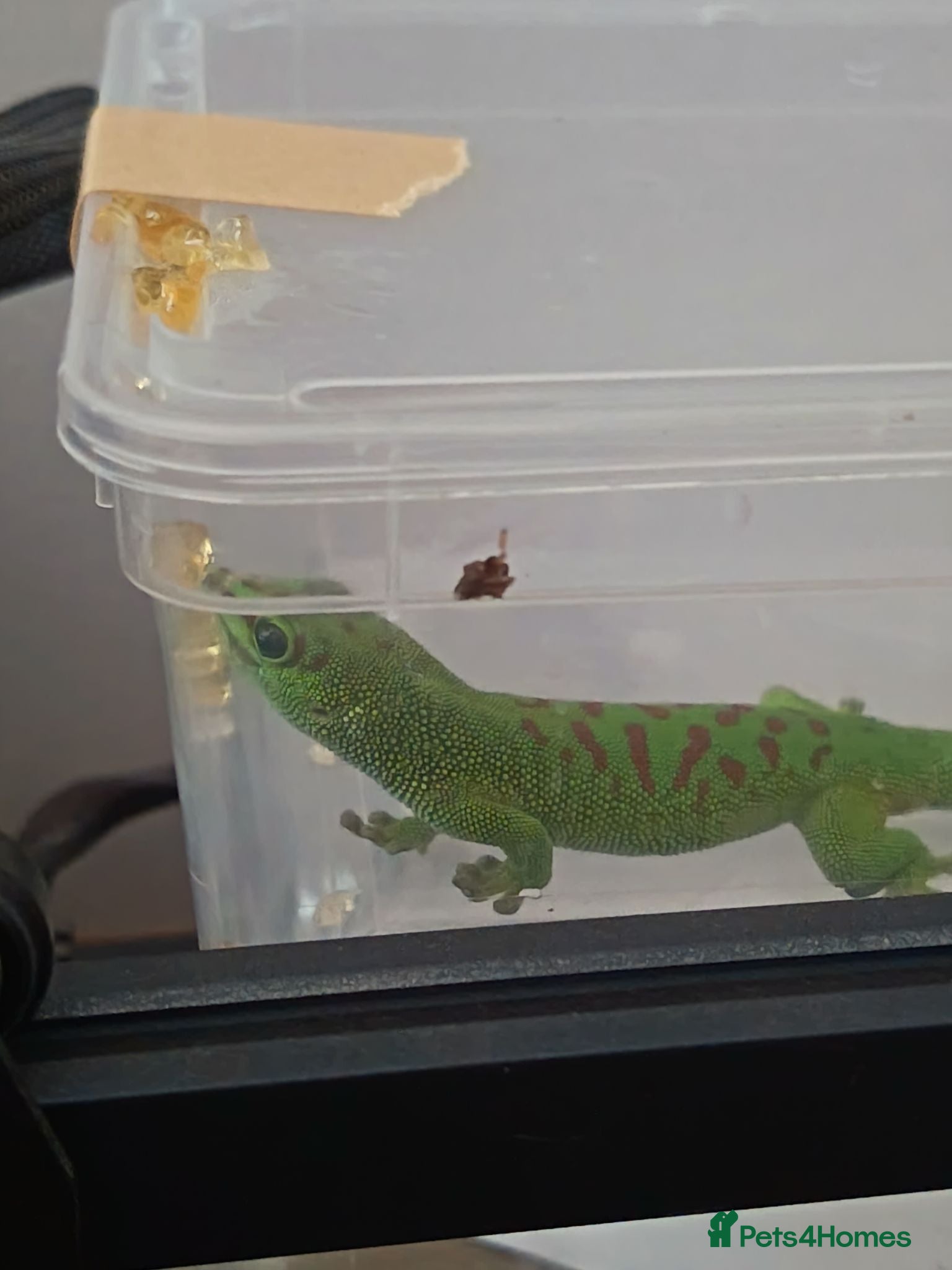 Gecko reptiles Giant day Gecko - Advert 7